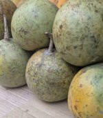 Bel (Wood Apple) - Image 3